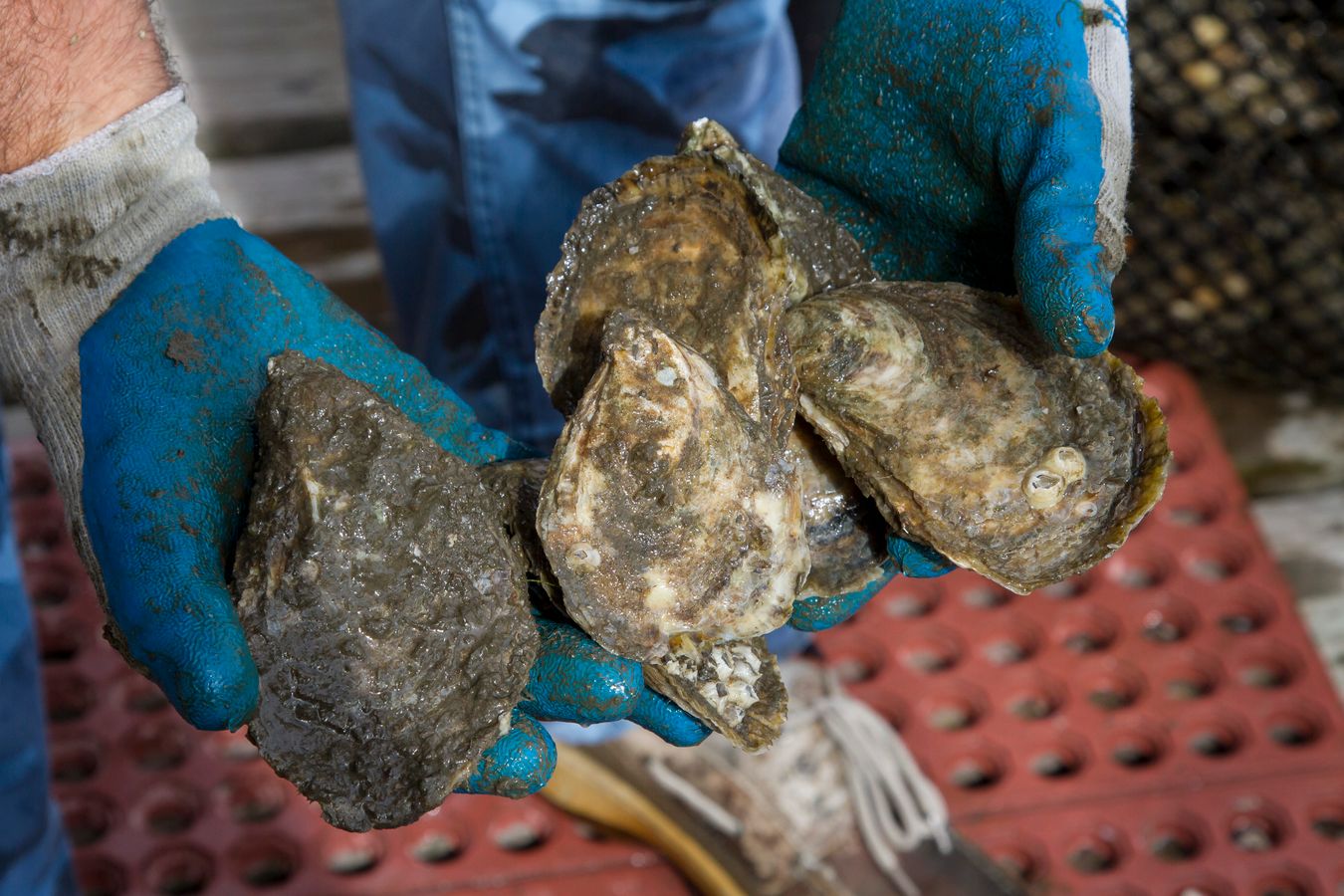 Baked oysters